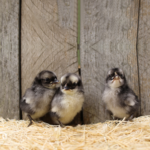 Blue Old English Bantam