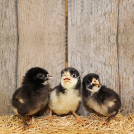 Black Japanese Bantam