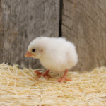 white guinea fowl