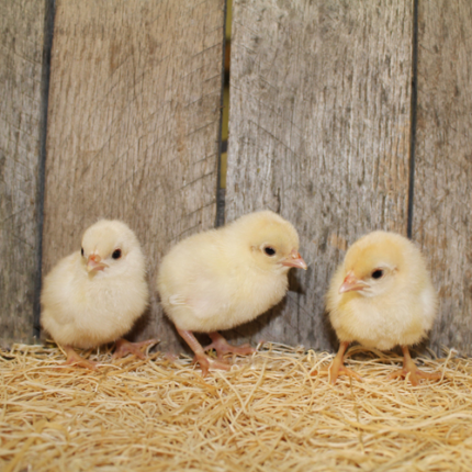 Red Pyle Old English Bantam