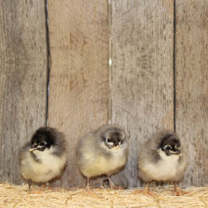 Blue Australorp