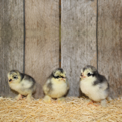 Blue Cochin Bantam