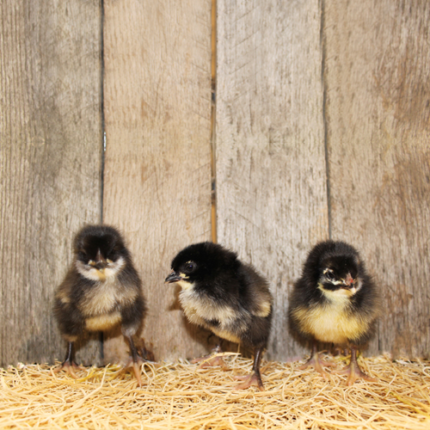 Black broiler chicken