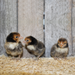 Golden Sebright Bantam