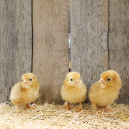 Red Frizzle Cochin Bantam