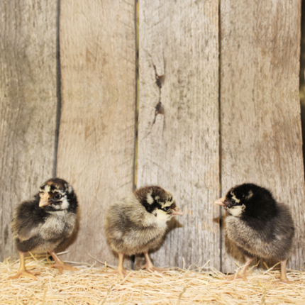 Silver Laced Wyandotte