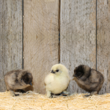 Blue Silkie Bantam