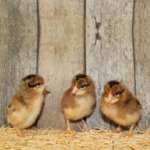 Brown Leghorn