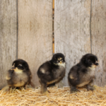 Black Frizzle Cochin Bantam