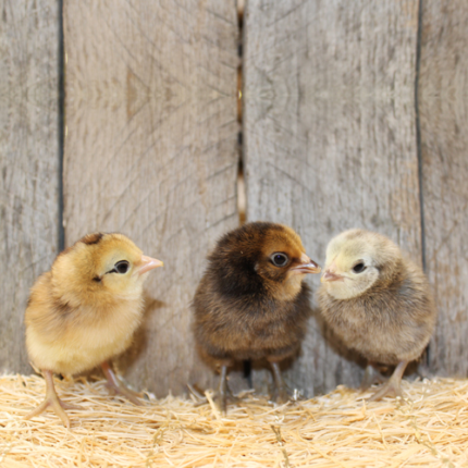 easter egger bantam chicken