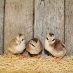 Silver Duckwing Old English Bantam