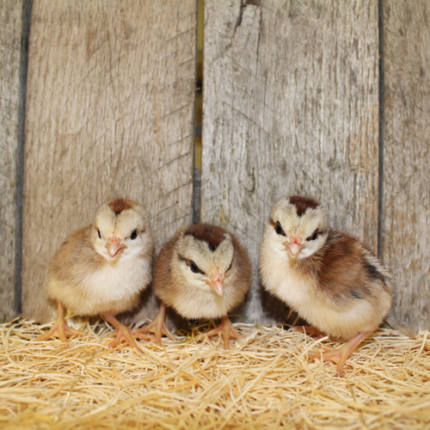 Silver Duckwing Old English Bantam