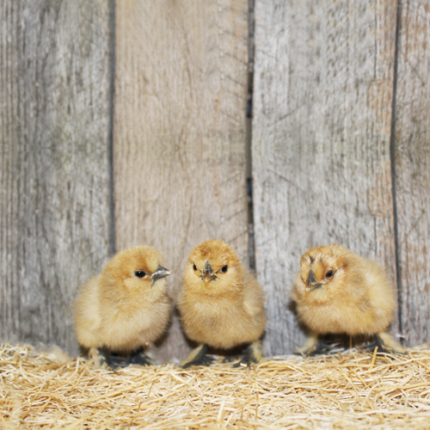 Red Silkie Bantam