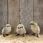 Gray Silkie Bantam