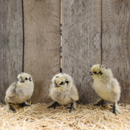 Gray Silkie Bantam