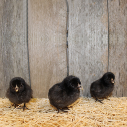 Birchen Old English Bantam