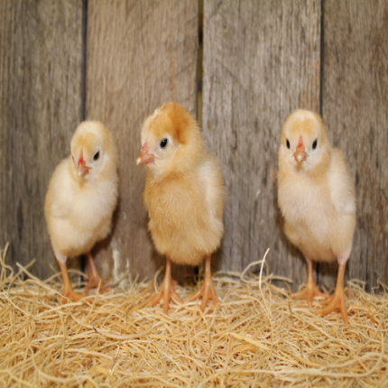 White Laced Red Cornish Bantam