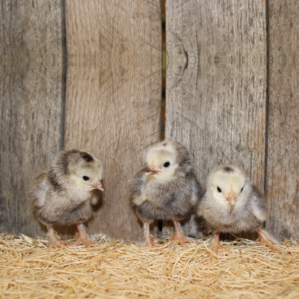 Light Brahma Bantam