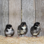 cuckoo marans chickens for sale