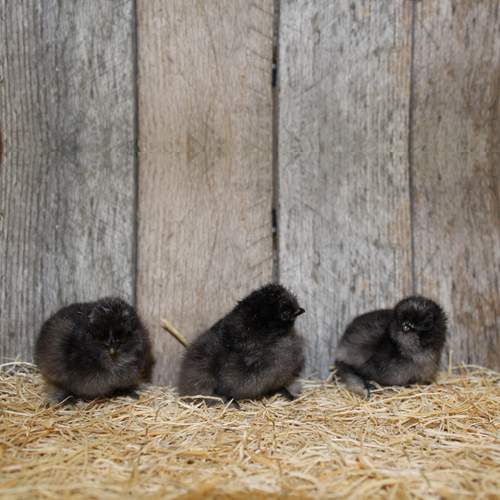 black silkie bantam chicken