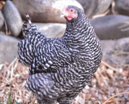 barred rock pullets