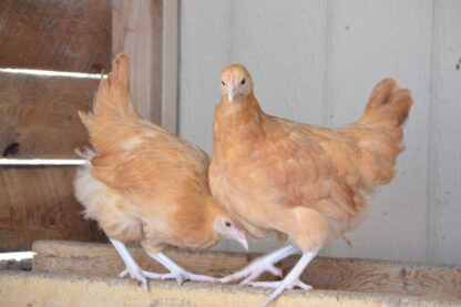 buff orpington pullets