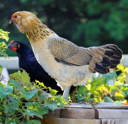 easter egger pullets