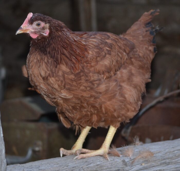 Rhode Island Red Started Pullet