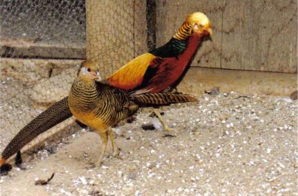 Red Golden Pheasants