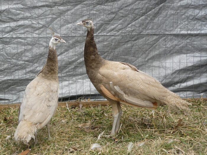 Cameo Peafowl Pair