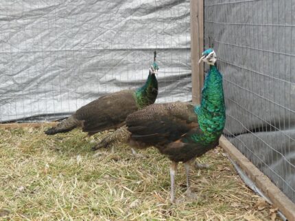 Spalding Peafowl Pair