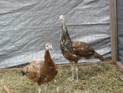 Spalding Purple Black Shoulder Peafowl Pair