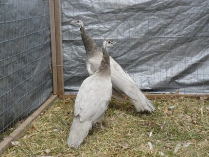 Opal Peafowl Pair