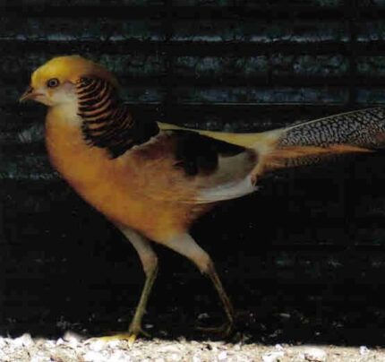 Yellow Golden Pheasants