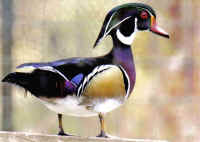 Wood Ducks Pair