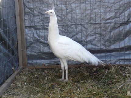 White Peafowl Pair