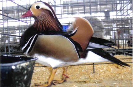 Mandarin Ducks Pair