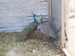 India Blue Peafowl Pair