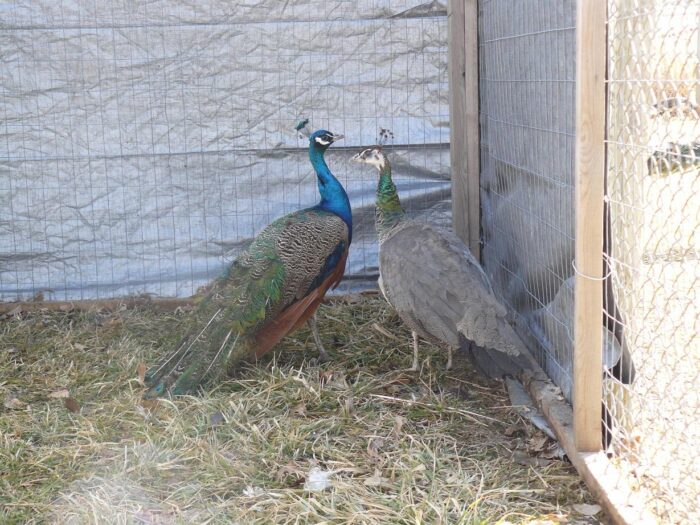 India Blue Peafowl Pair