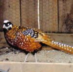 Reeves Pheasants