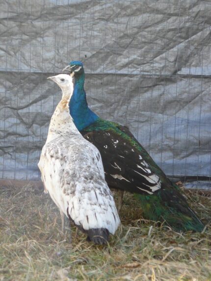 Black Shoulder Peafowl Pair