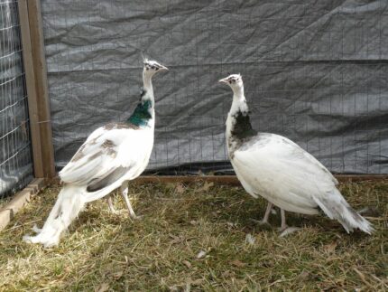 India Blue Silver Pied Peafowl Pair