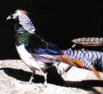 Lady Amherst Pheasants Pair